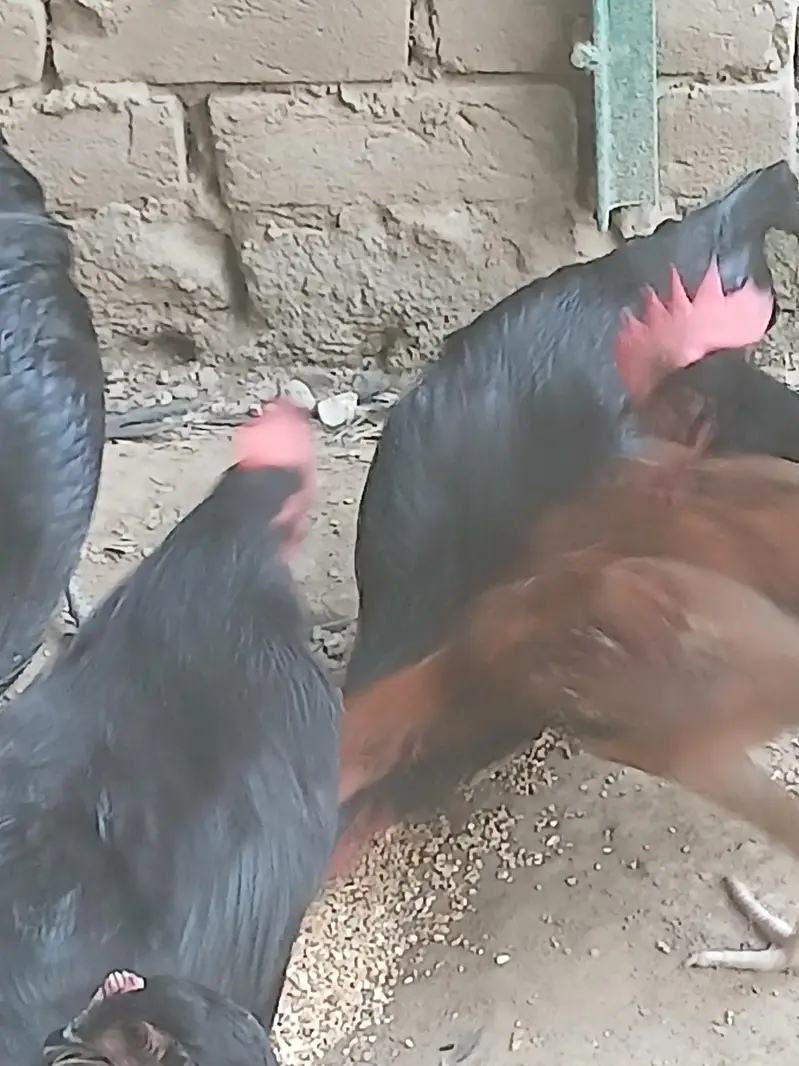 Australorp Hens — photo 3