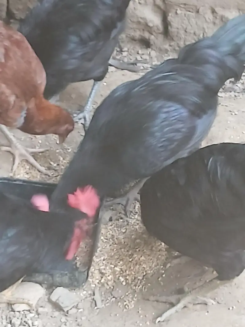 Australorp Hens — photo 4