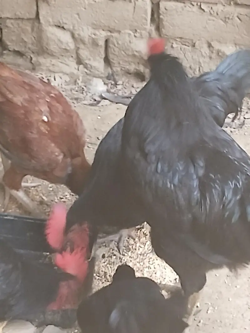 Australorp Hens — photo 5