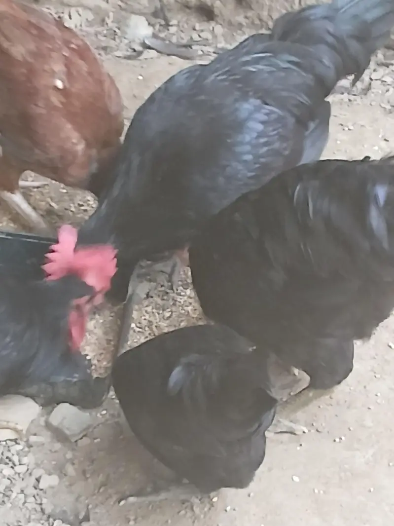 Australorp Hens — photo 6