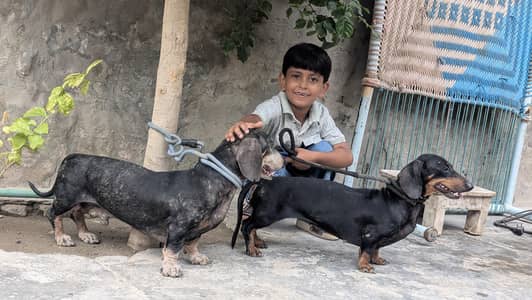 dachshund pedigree and imported pair looking for new home