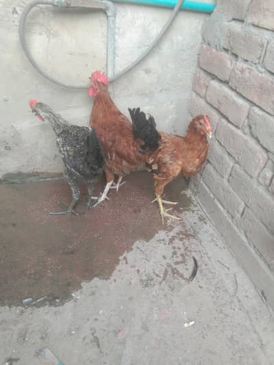 2 Murgy 1 murgi