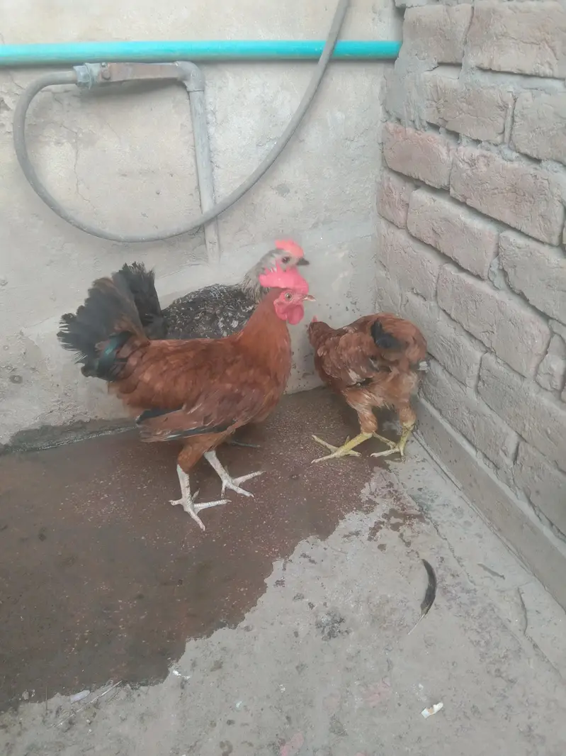 2 Murgy 1 murgi — photo 3