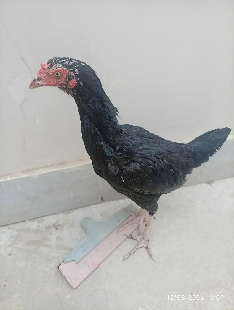 Aseel murgi — photo 3