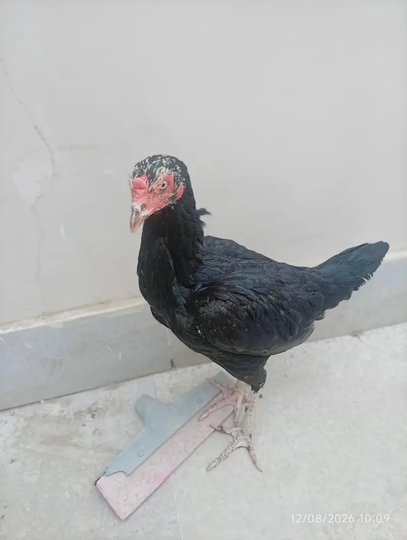 Aseel murgi — photo 4