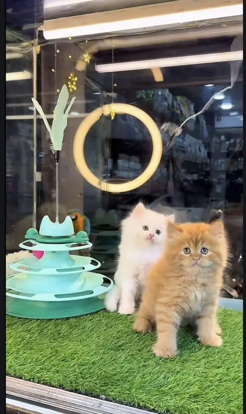 Persian kittens whatp. . 0320/// 7512402\\\ — photo 2