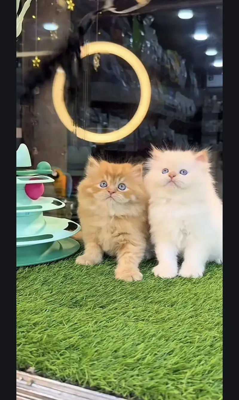 Persian kittens whatp. . 0320/// 7512402\\\ — photo 3