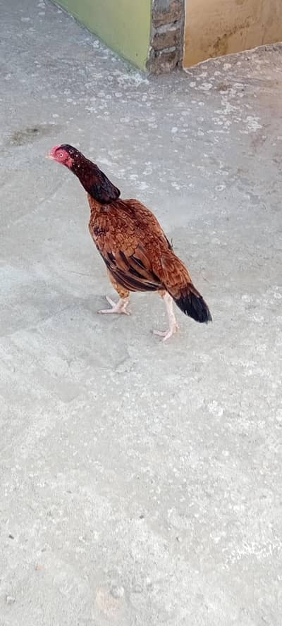 Aseel Desi murgi for sale