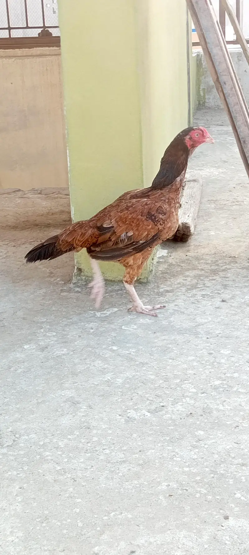 Aseel Desi murgi for sale — photo 2
