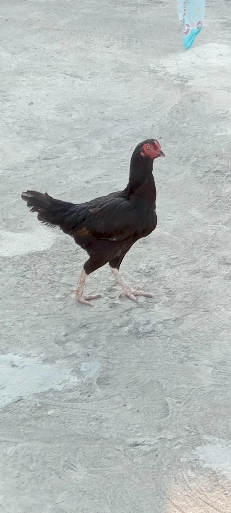Aseel Desi murgi for sale — photo 3