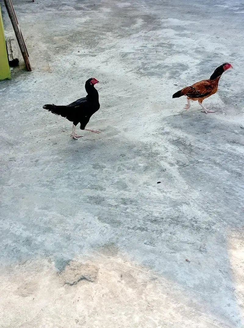 Aseel Desi murgi for sale — photo 4