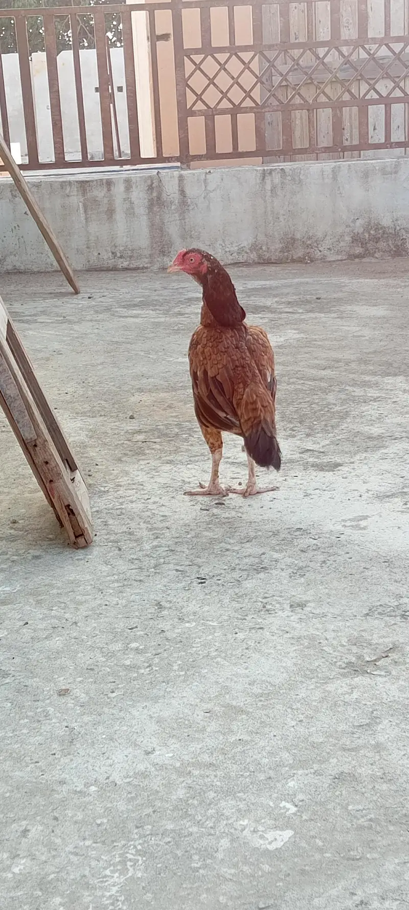 Aseel Desi murgi for sale — photo 5