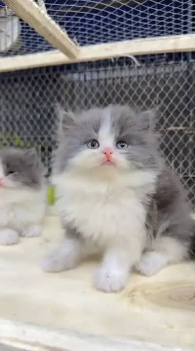 Persian kittens whatp. . 0320/// 7512402\\\
