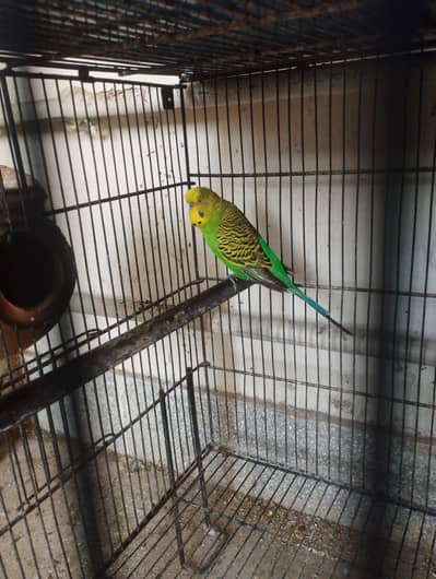rainbow breeder pair