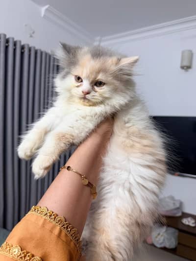 Persian kittens whatp. . 0320/// 7512402\\\