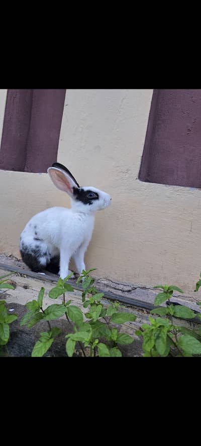 1 year rabbit