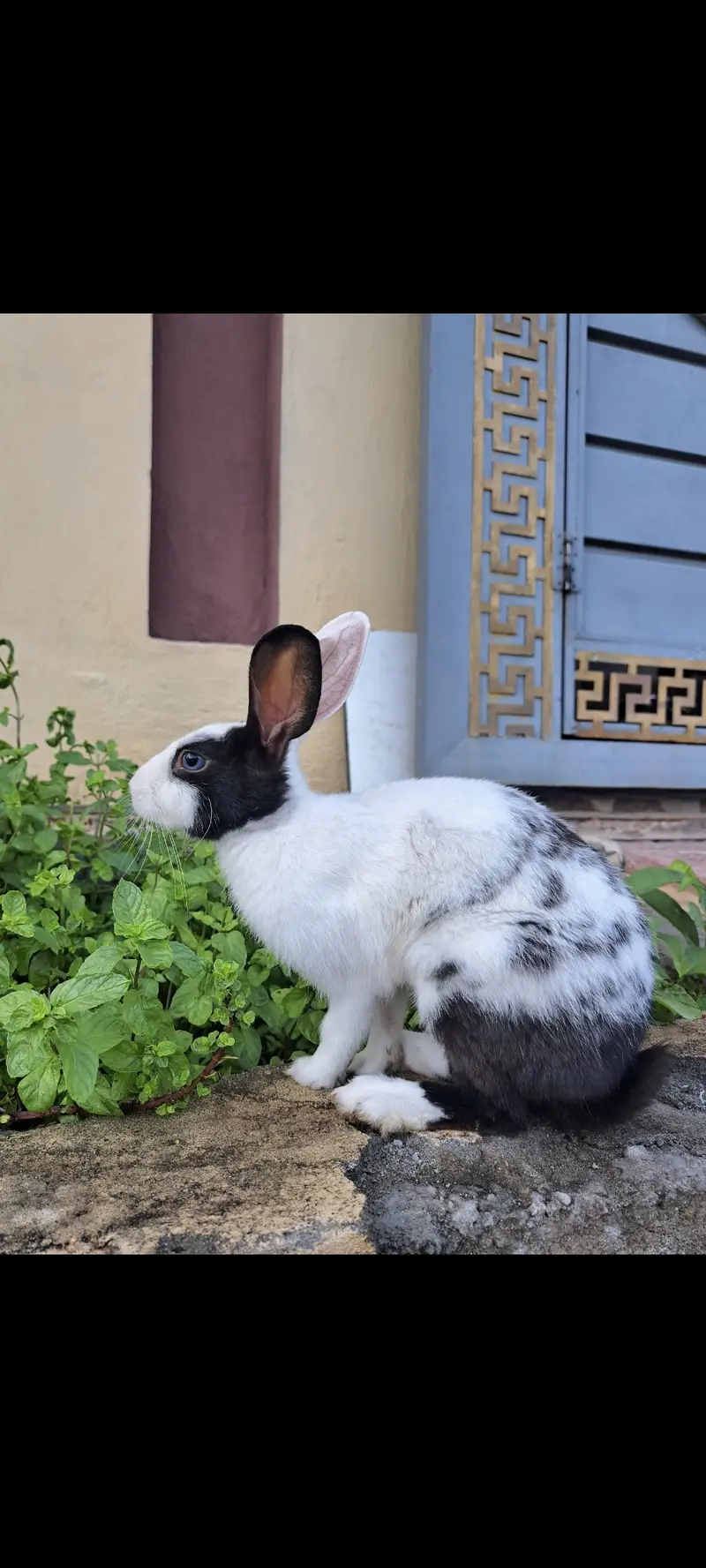 1 year rabbit — photo 2