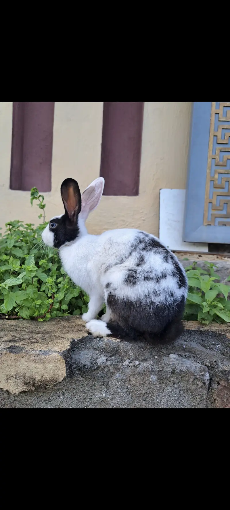 1 year rabbit — photo 3