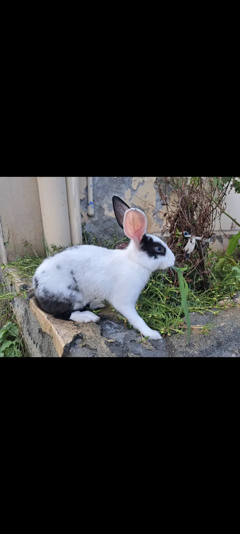 1 year rabbit — photo 4