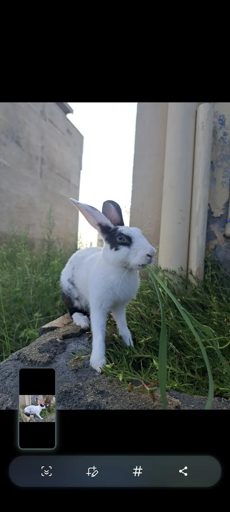 1 year rabbit — photo 5