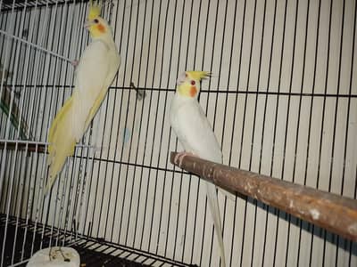 cocktail breeder pair 200 % gurented