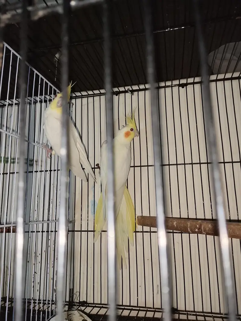cocktail breeder pair 200 % gurented — photo 2