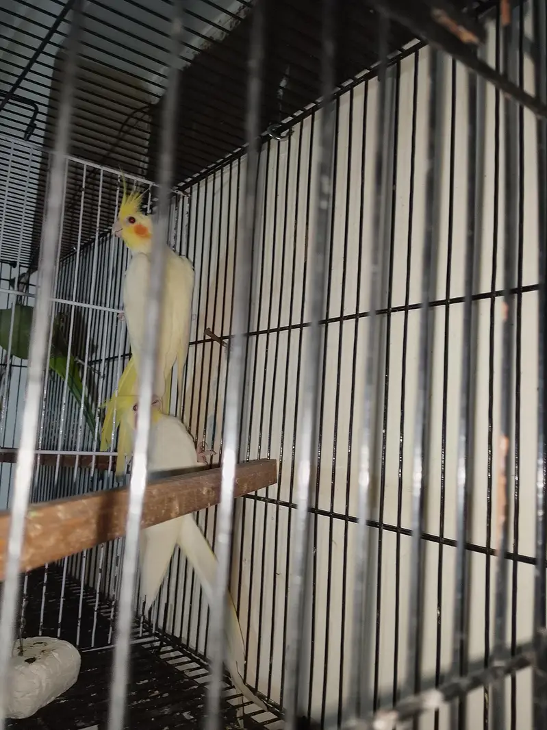 cocktail breeder pair 200 % gurented — photo 3