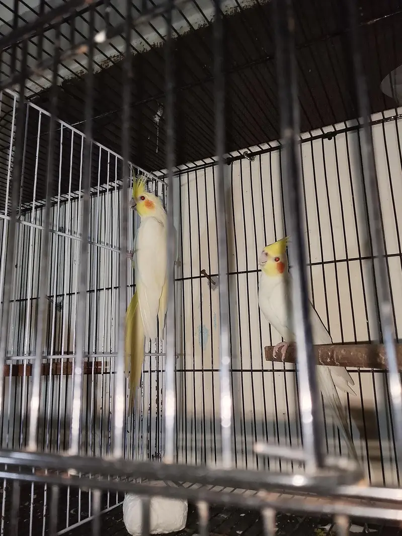 cocktail breeder pair 200 % gurented — photo 4
