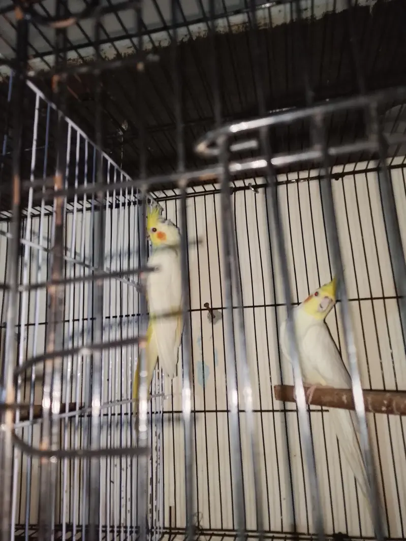 cocktail breeder pair 200 % gurented — photo 5