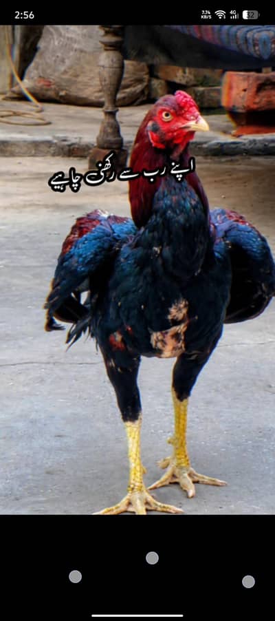 aseel japnees
