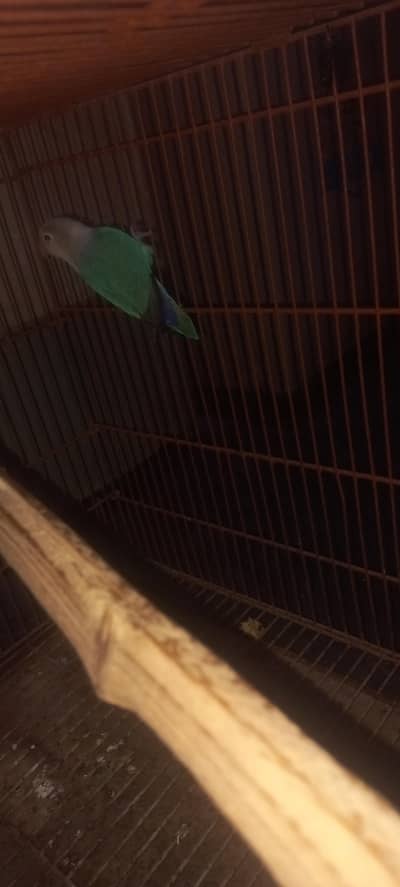 love bird for sale 1 pice