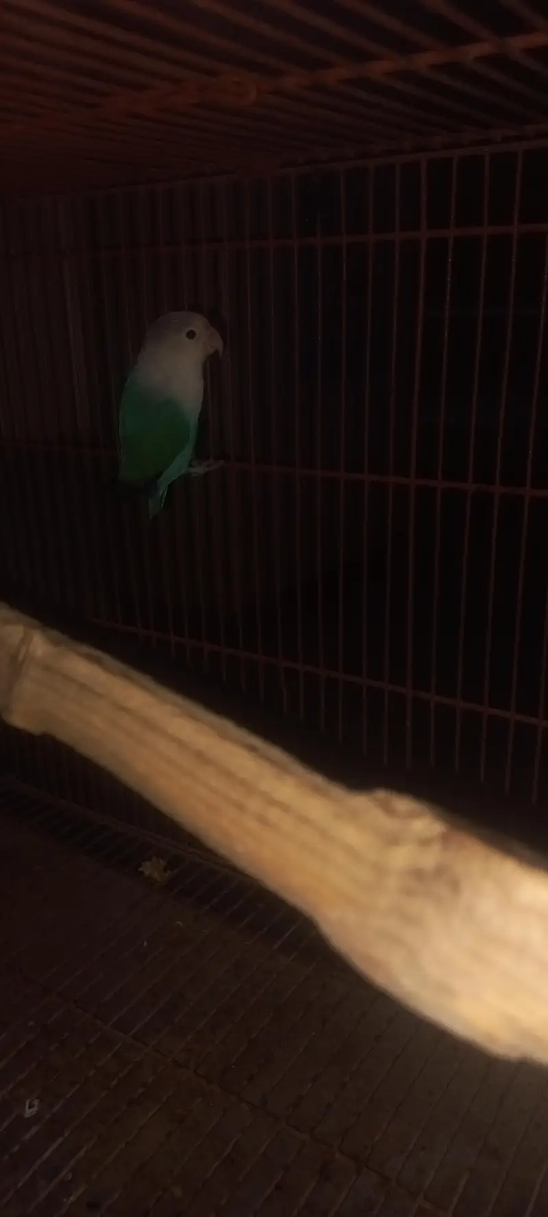 love bird for sale 1 pice — photo 2