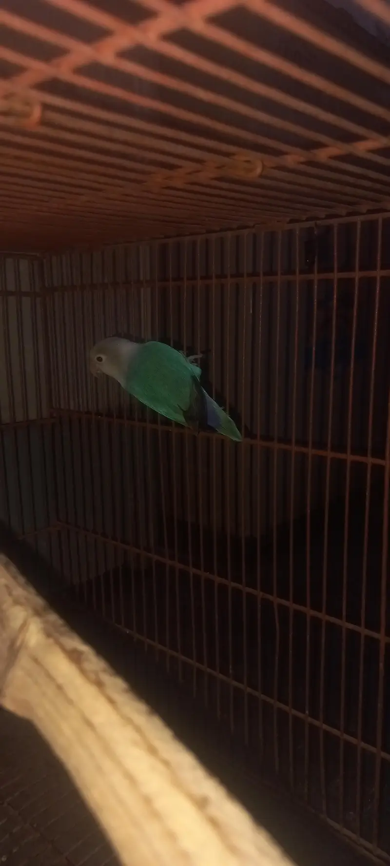 love bird for sale 1 pice — photo 3