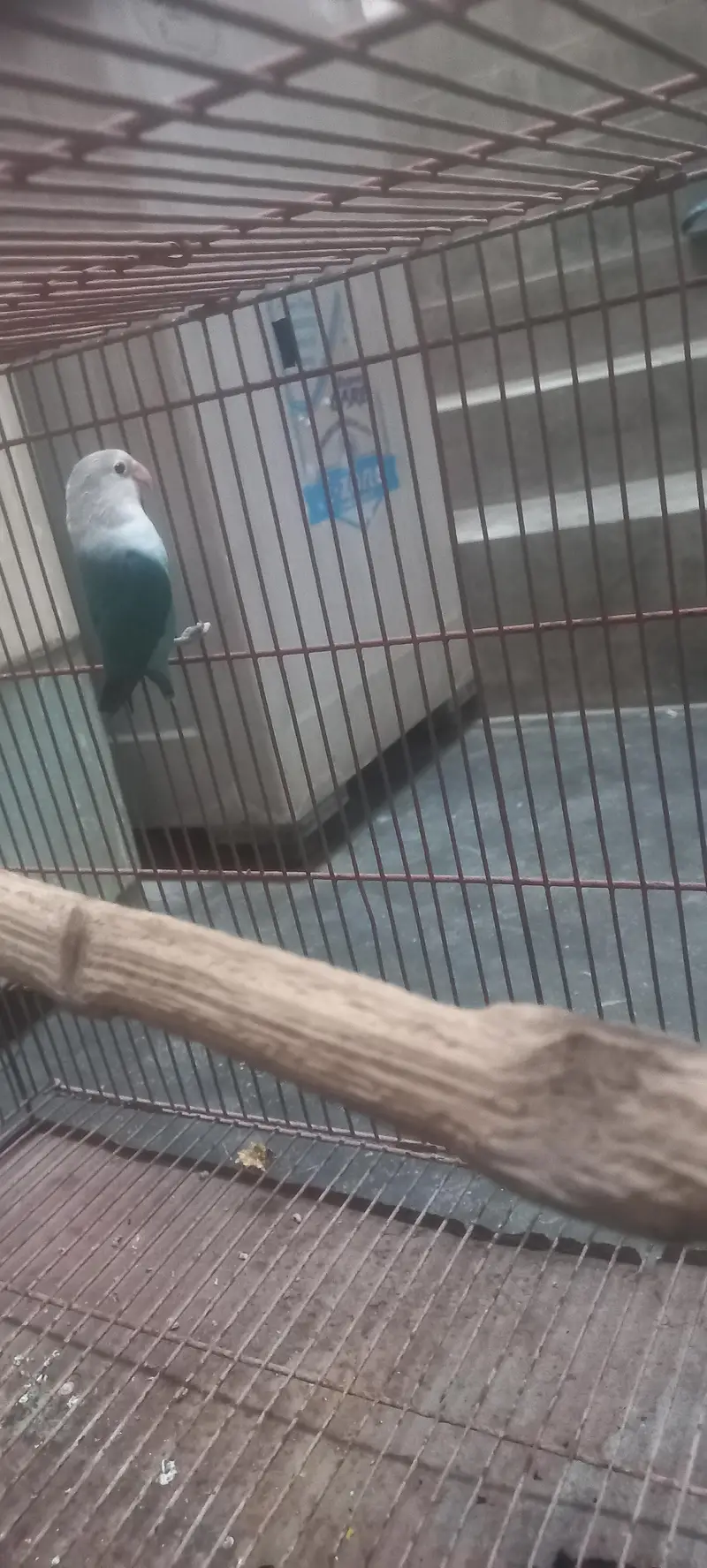 love bird for sale 1 pice — photo 4