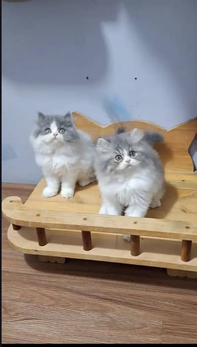 Persian kittens whatp. . 0320/// 7512402\\\