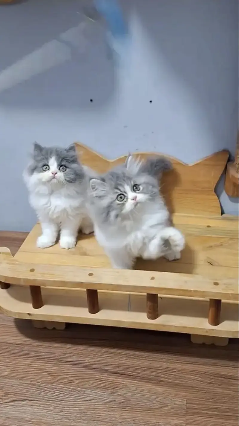Persian kittens whatp. . 0320/// 7512402\\\ — photo 2