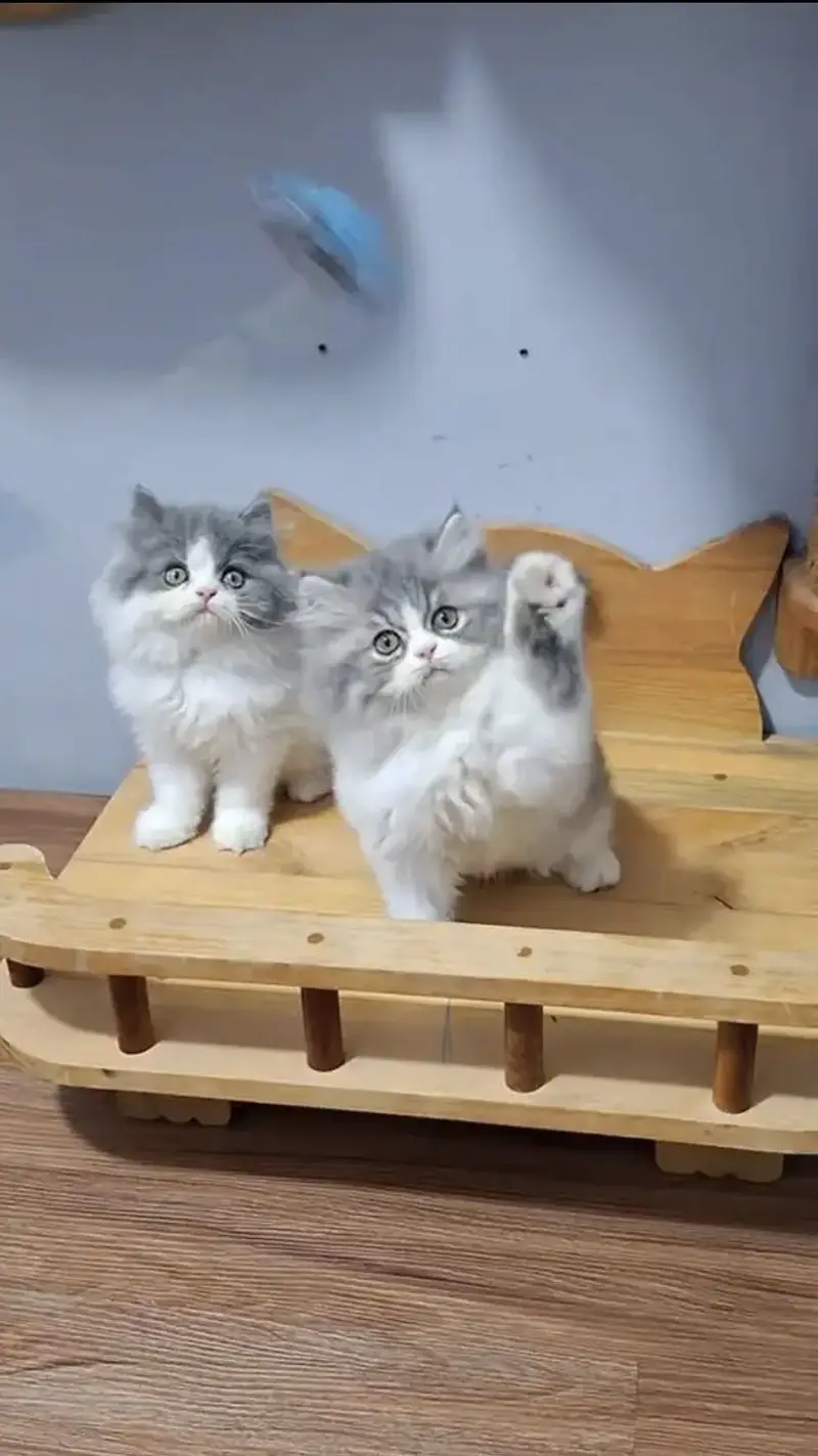 Persian kittens whatp. . 0320/// 7512402\\\ — photo 3