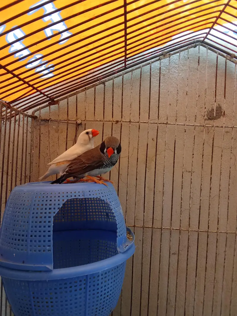 zebra finches breeder pair — photo 3