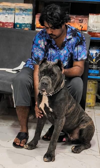 cane Corso male pedigree and microchipped