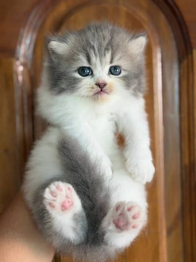 Persian kittens whatp. . 0320/// 7512402\\\