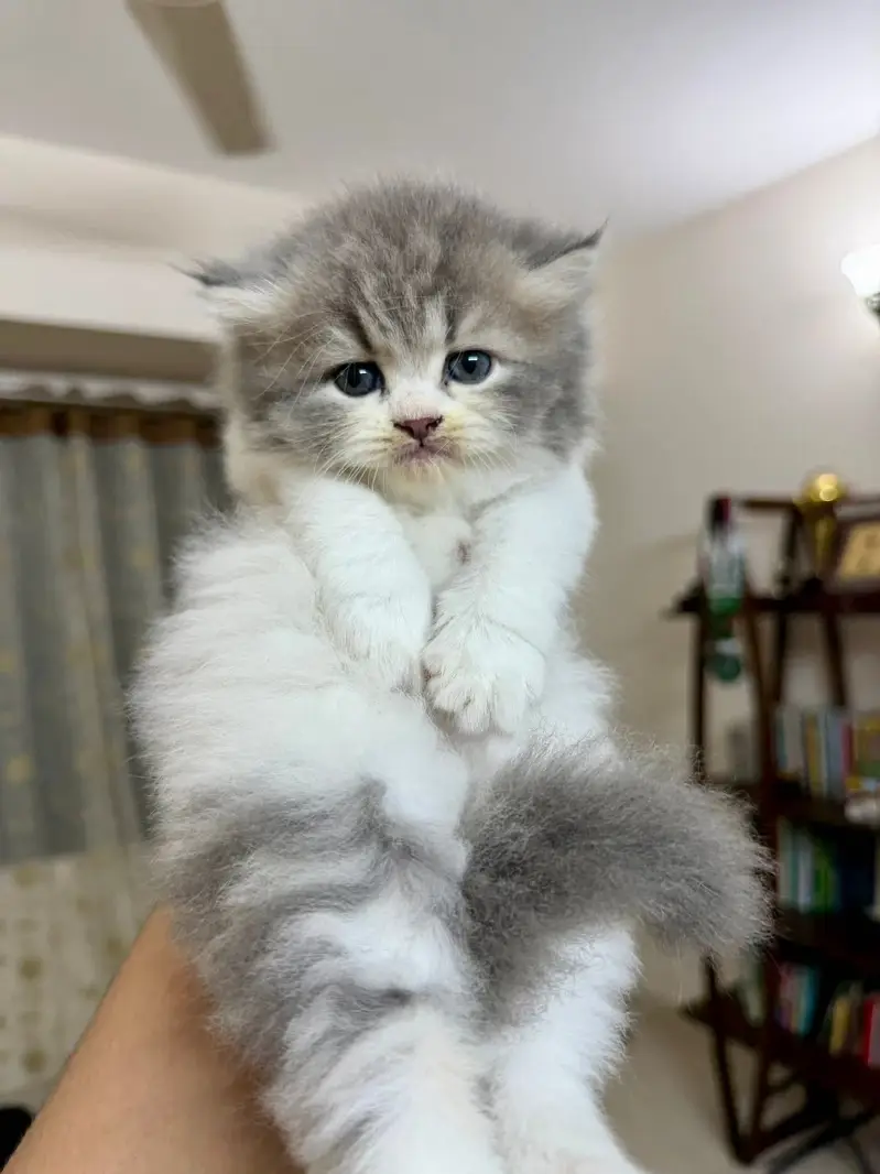 Persian kittens whatp. . 0320/// 7512402\\\ — photo 2