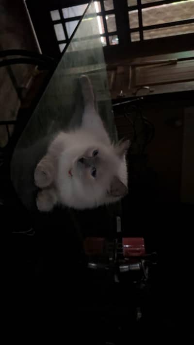 ragdoll