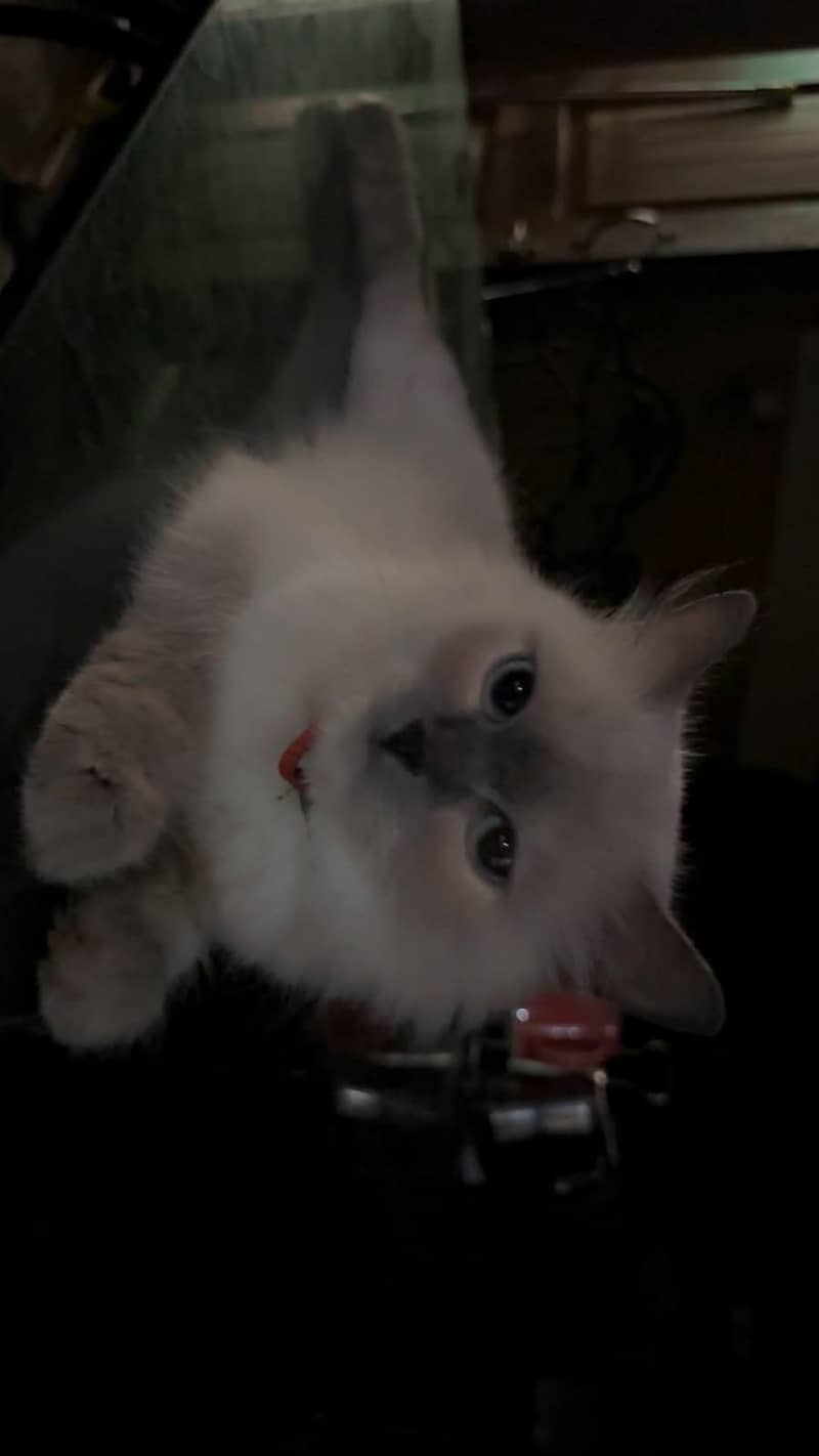 ragdoll 1