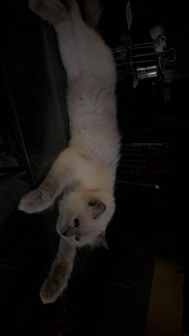 ragdoll 2