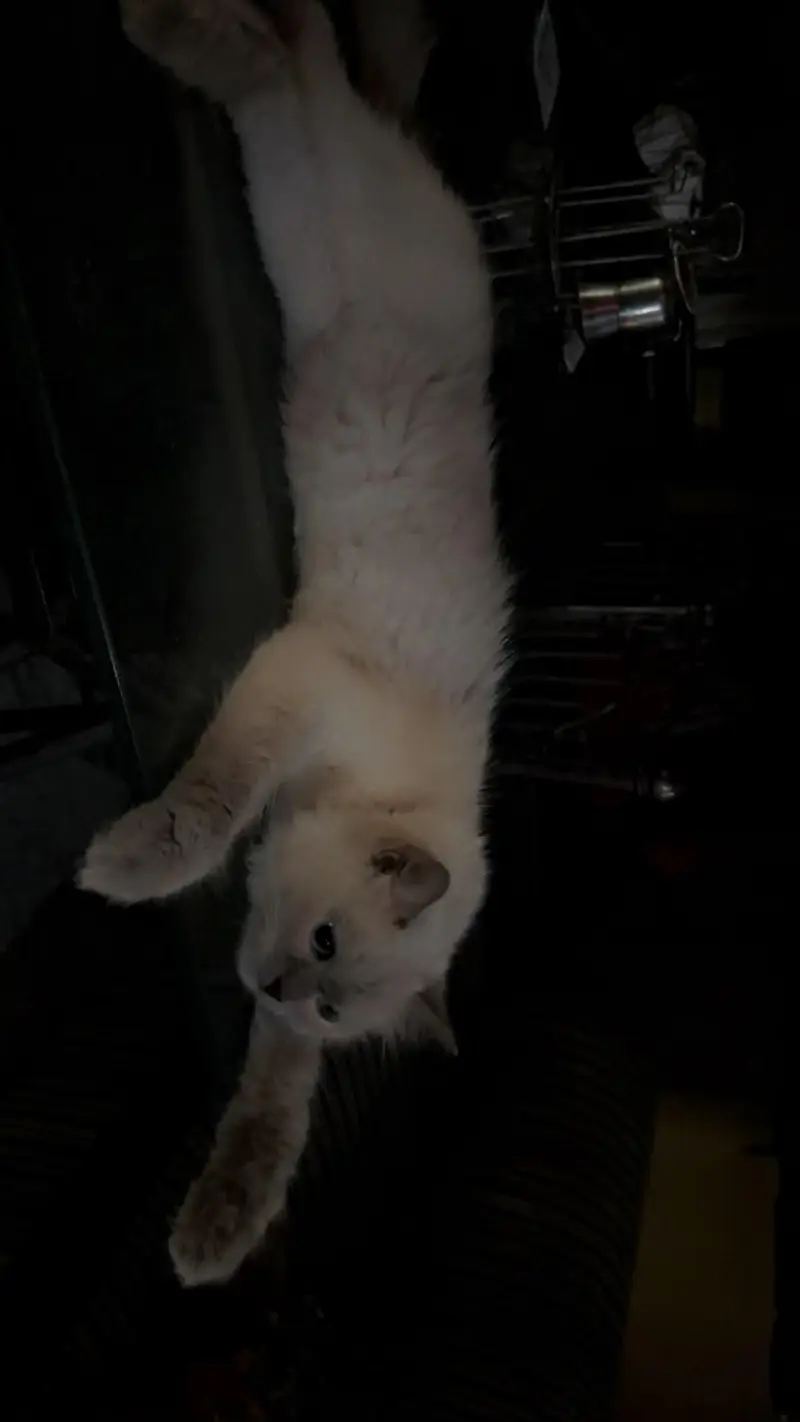 ragdoll — photo 3