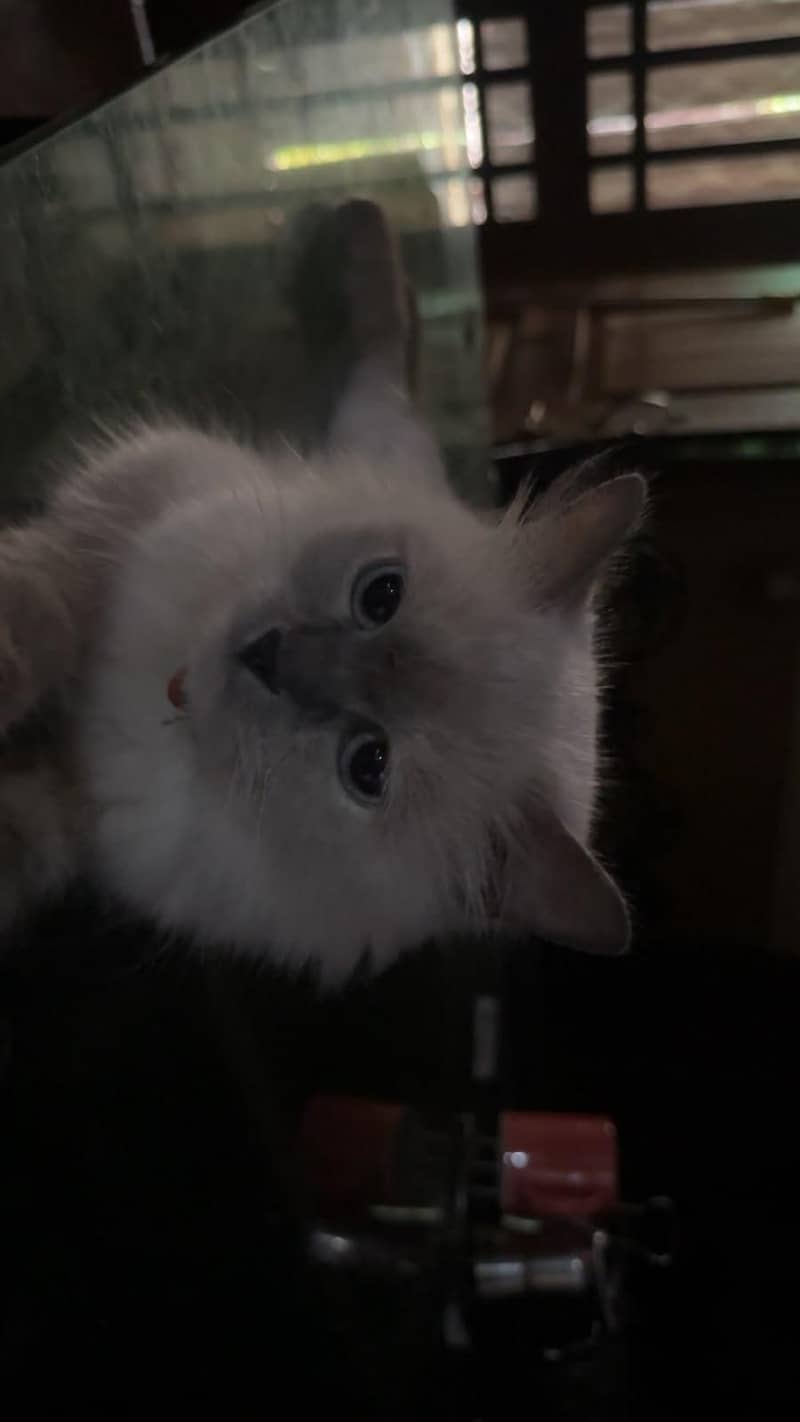 ragdoll 3