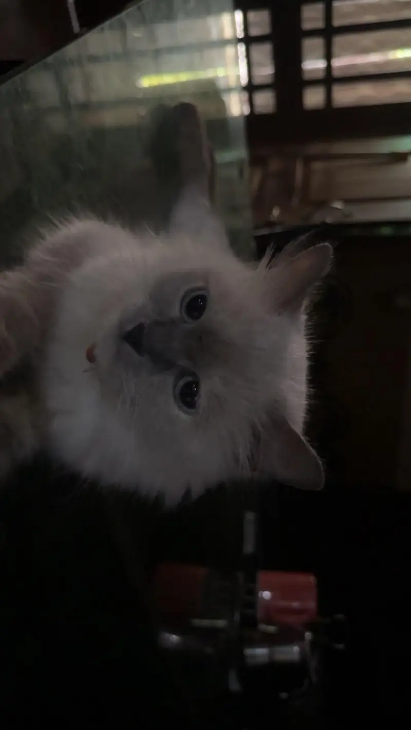 ragdoll — photo 4