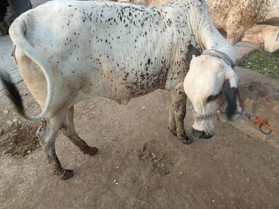 cholistani o3oo-8975633