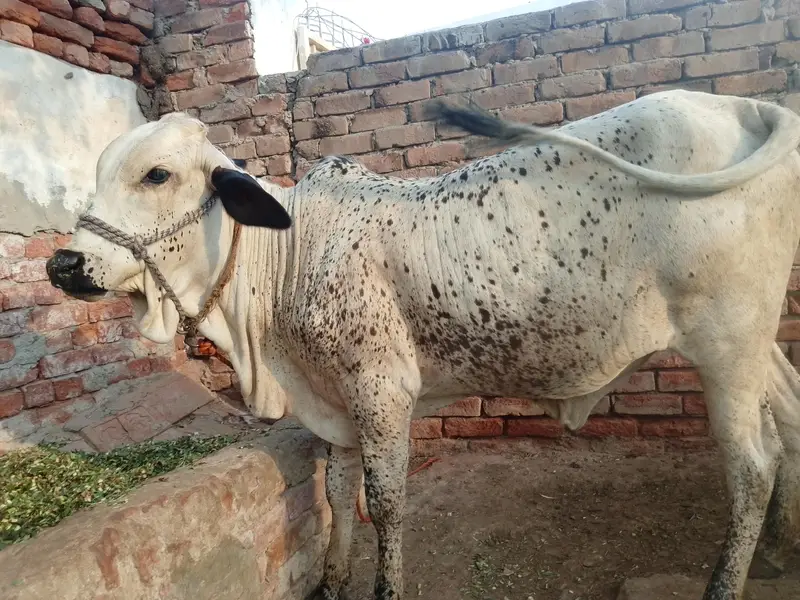 cholistani o3oo-8975633 — photo 2