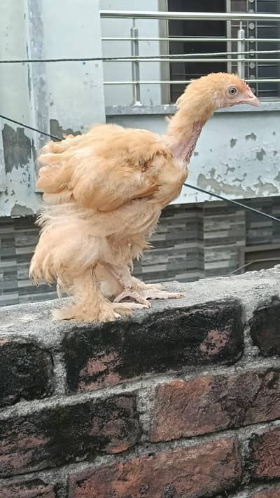 golden buff